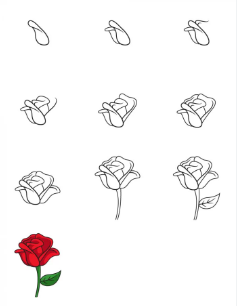 белая роза Рисунки