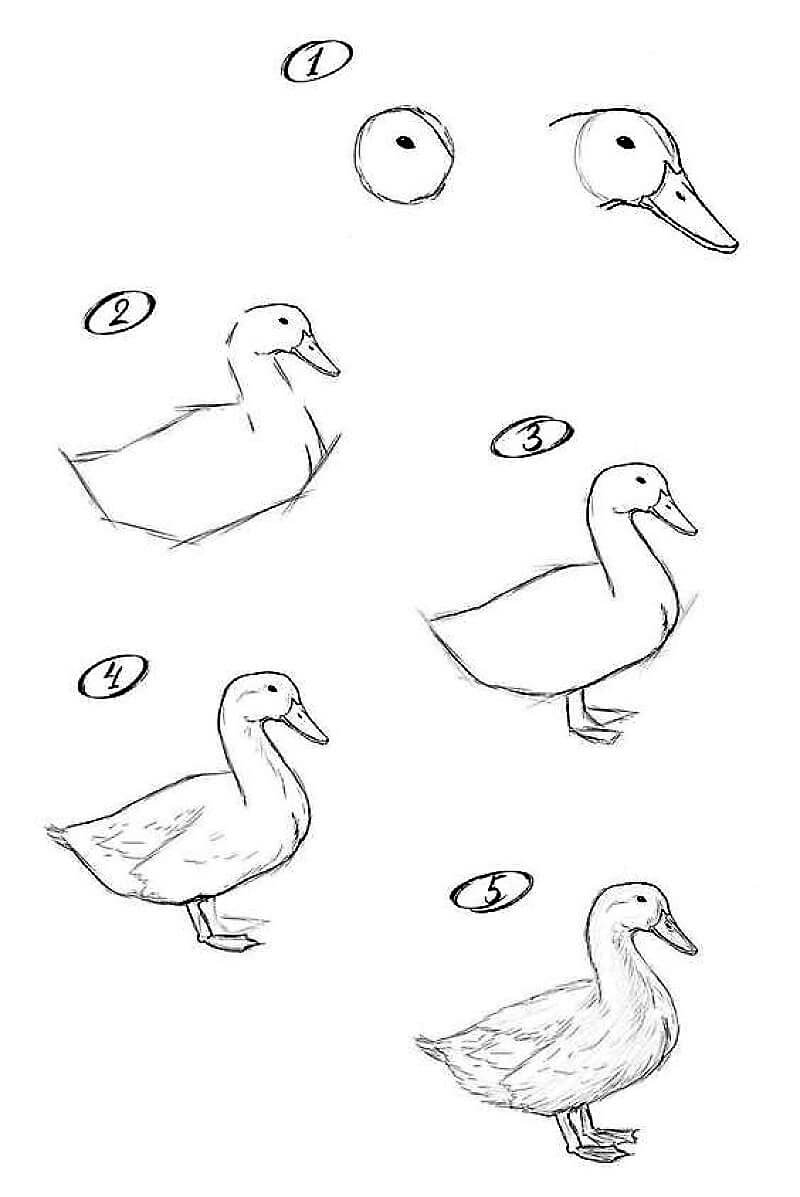 Duck Sketch pисунки