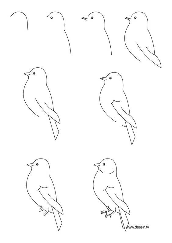 смелая птица Рисунки