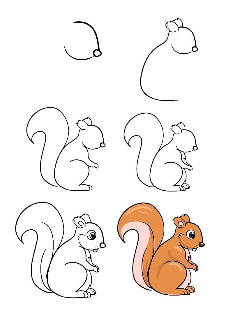 Белки Рисунки