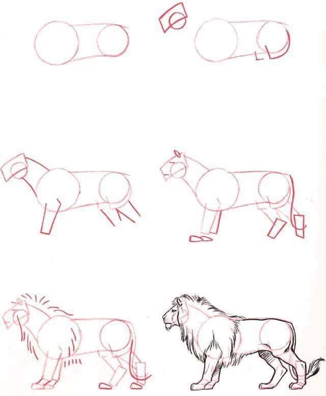 Лев величественный Рисунки