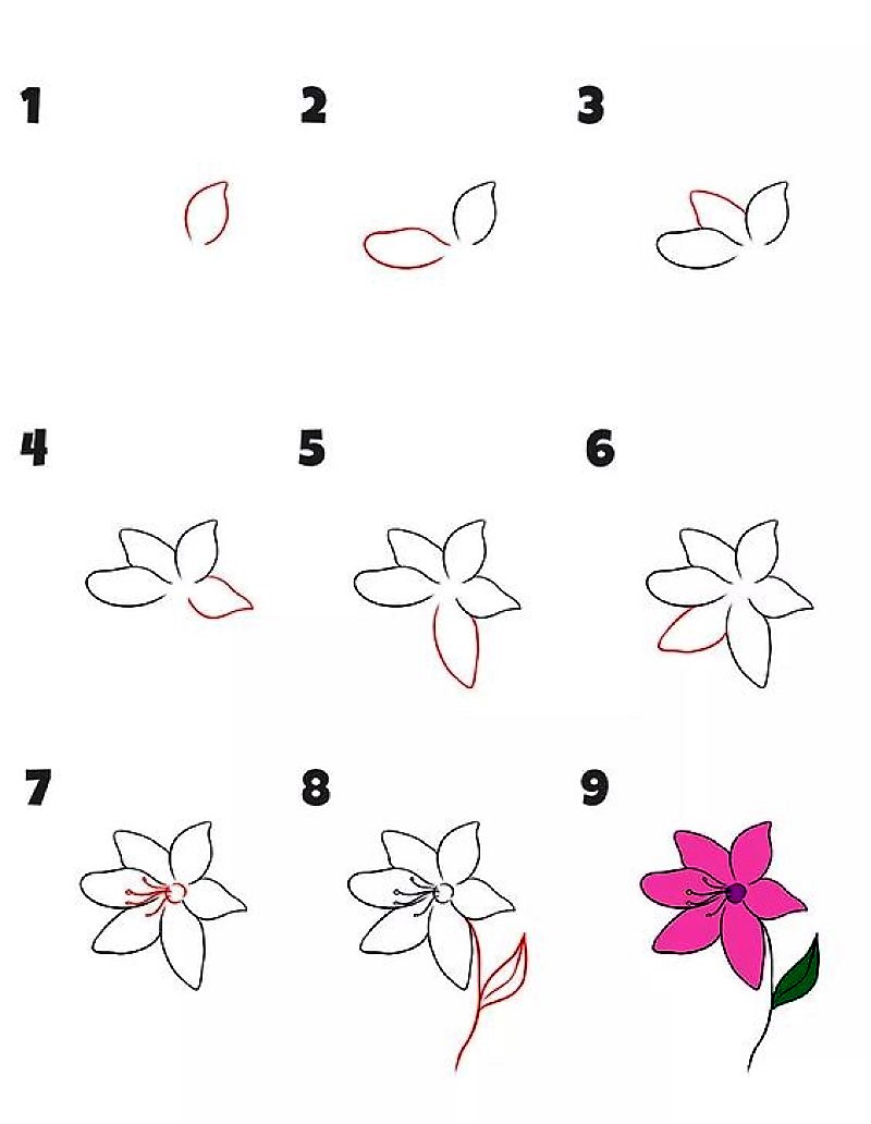 Лилия белая Рисунки